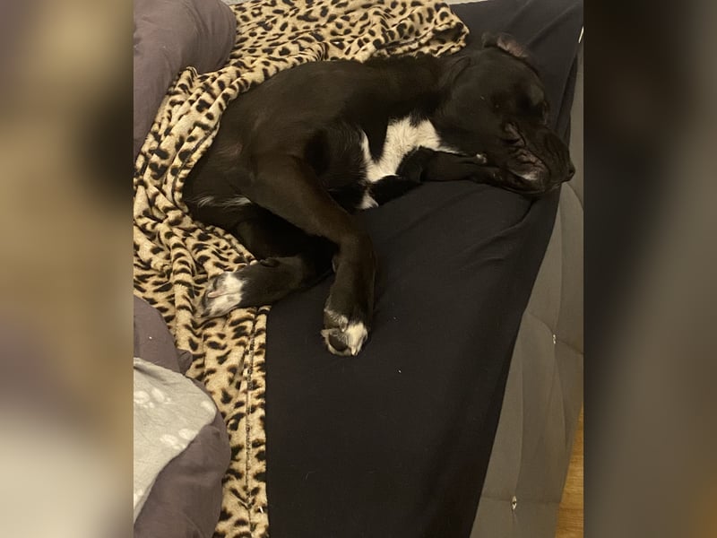 Mischling Jack sucht neues Zuhause