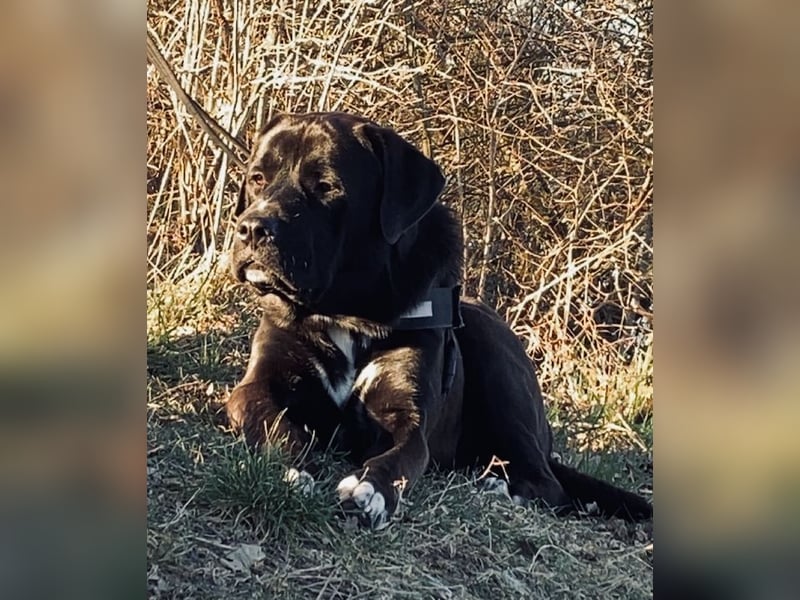Mischling Jack sucht neues Zuhause