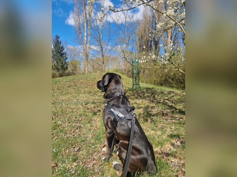 Mischling Jack sucht neues Zuhause
