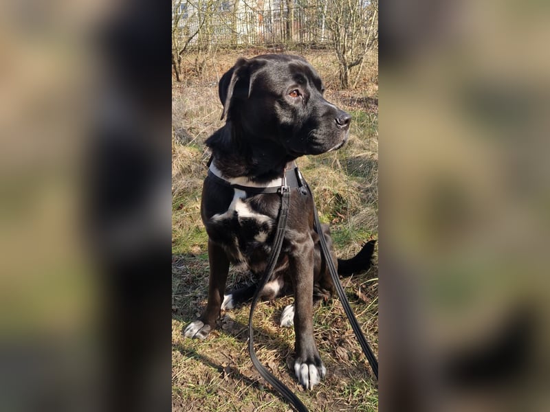Mischling Jack sucht neues Zuhause
