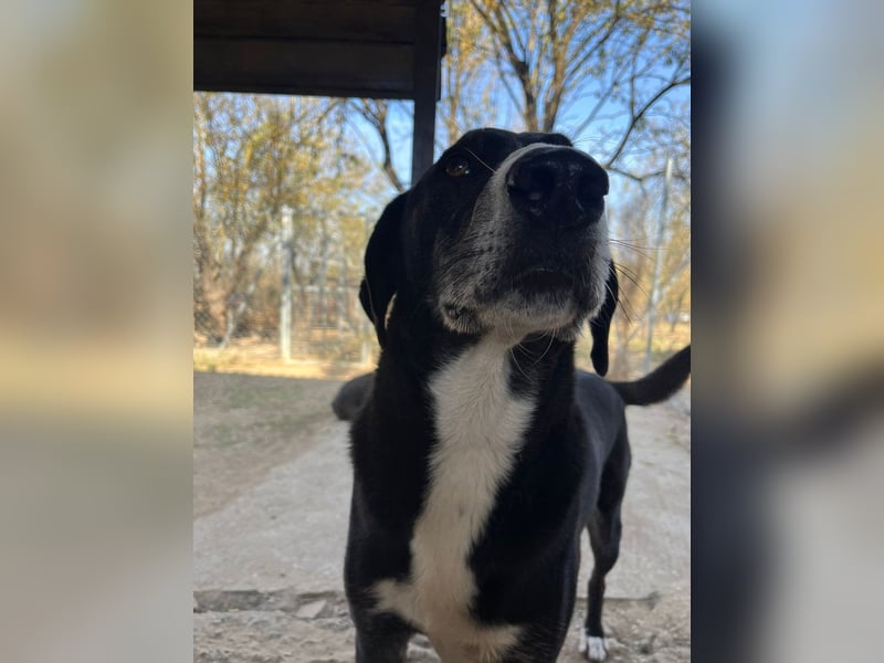 Angel - unser süßer Prinz sucht sein Glück