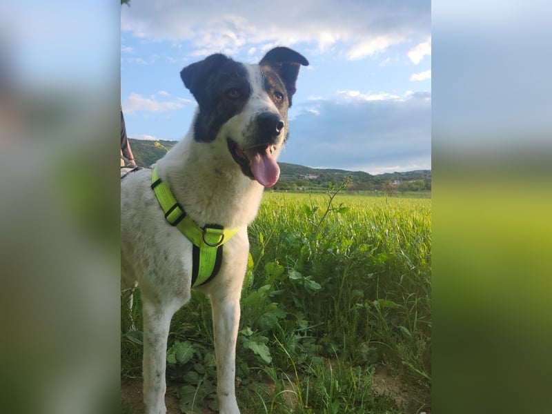 Ein Herz sucht Heimat - Johnny will endlich ankommen