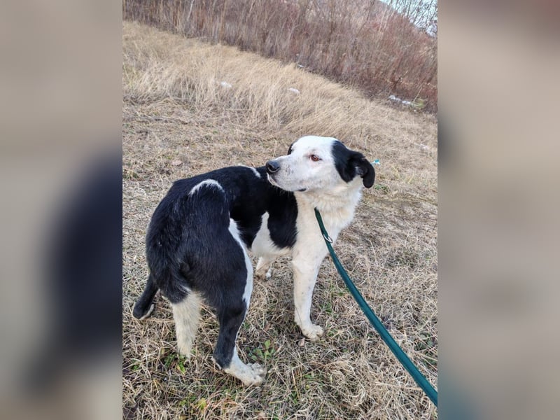 Mex – Gutmütiger Hundemann, ca 8 Jahre, ca 50 cm