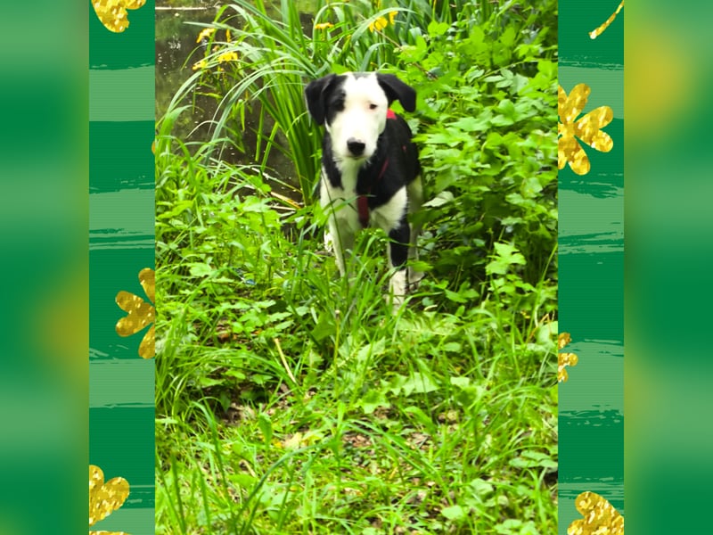Ein Hund weiß nicht wie man Liebe schreibt, aber er weiß wie man sie täglich zeigt.