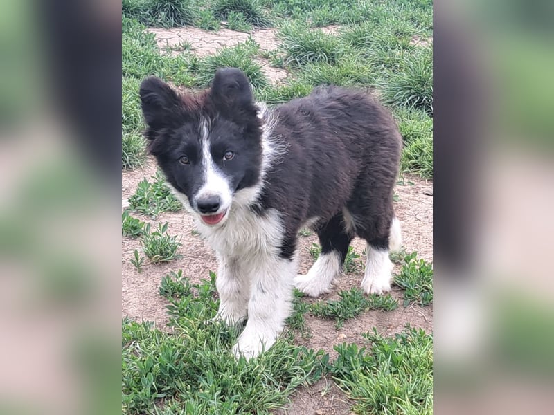 Süßer Neo ( * 01.2025 ) sucht seine Familie