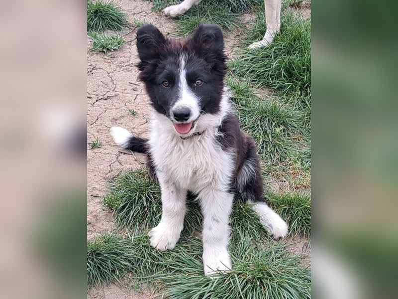 Süßer Neo ( * 01.2025 ) sucht seine Familie