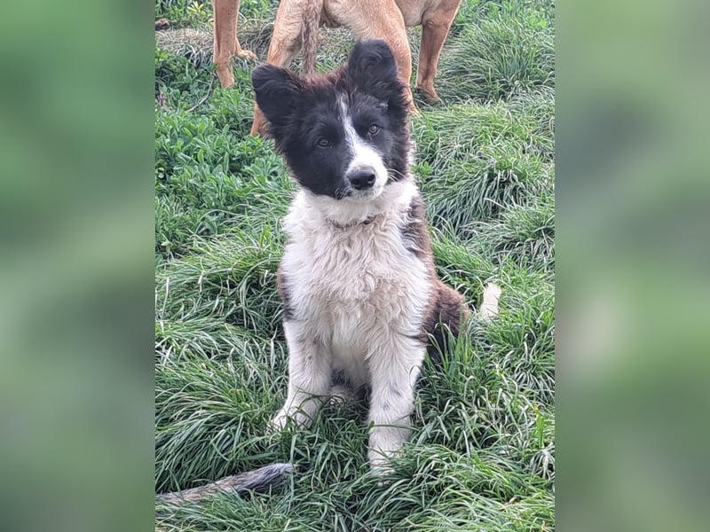Süßer Neo ( * 01.2025 ) sucht seine Familie
