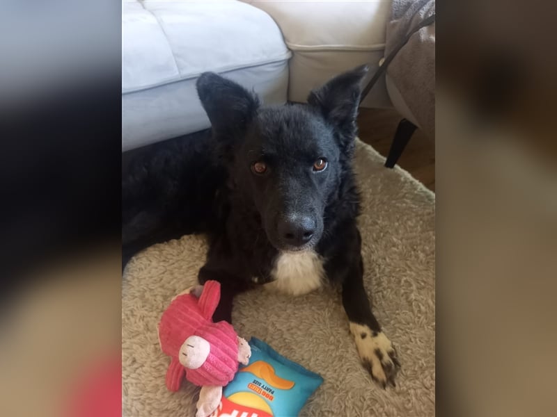 Bozo sucht ein neues Zuhause