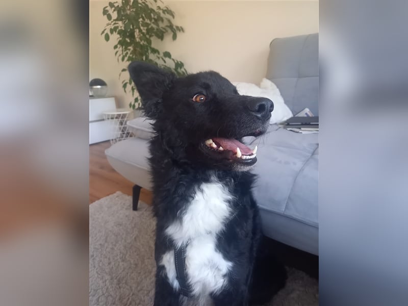 Bozo sucht ein neues Zuhause