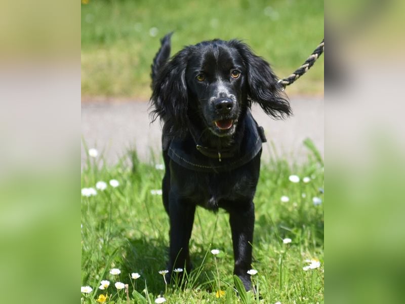 Suche Deckrüden für meine Cockerspaniel Mischlingshündin