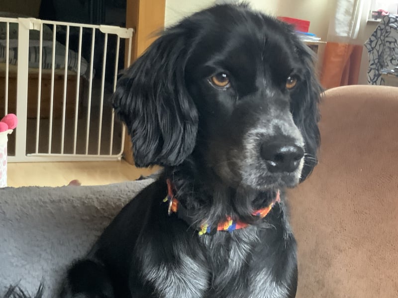 Suche Deckrüden für meine Cockerspaniel Mischlingshündin