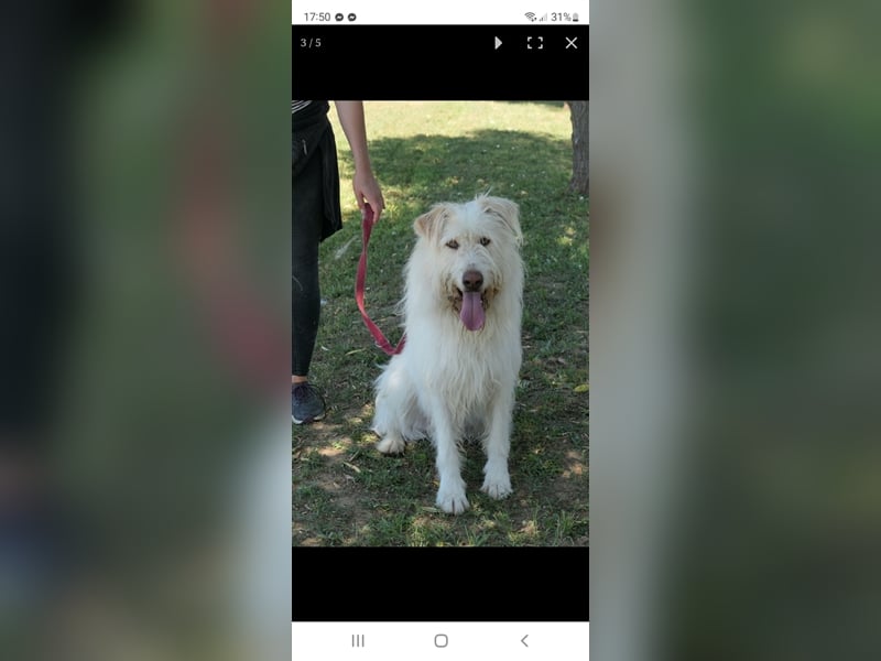 Heardy sucht seine Herzensmenschen