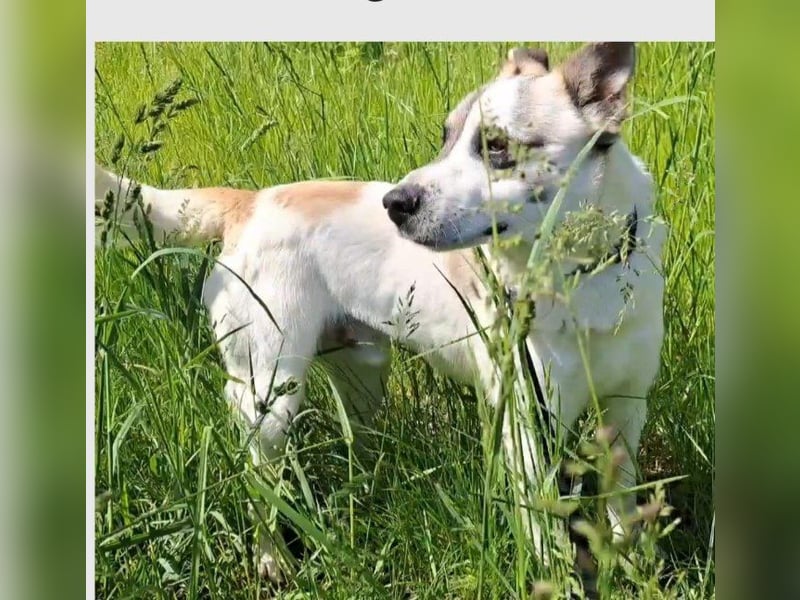 PANDA, Mischling, Rüde, mittelgross, geb.ca.2022, sucht seine Familie