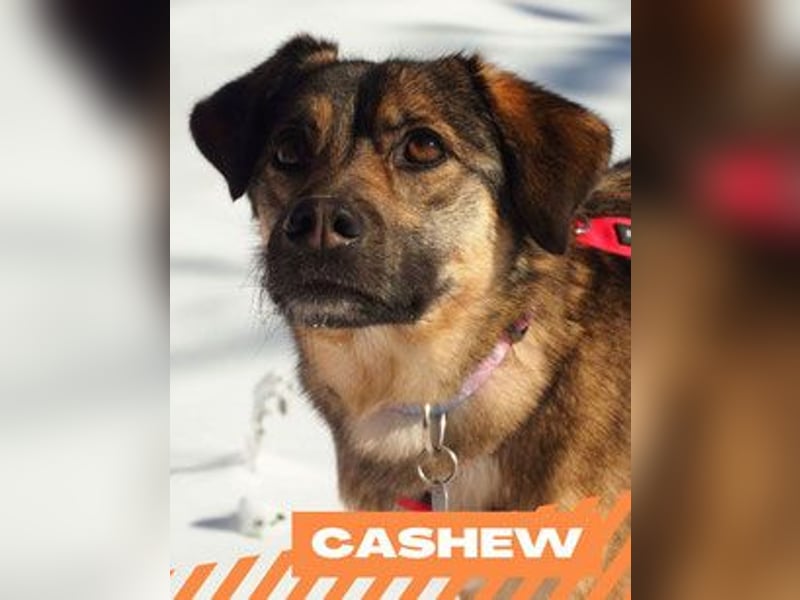 Cashew