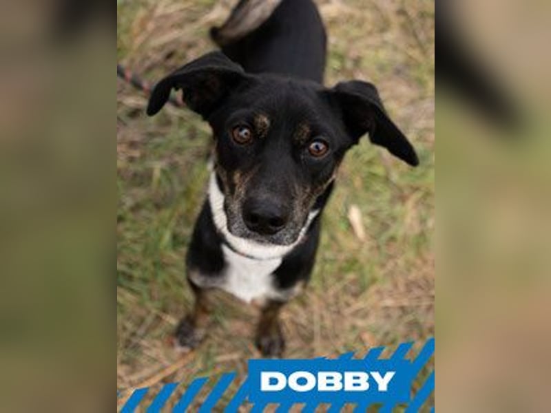 Dobby
