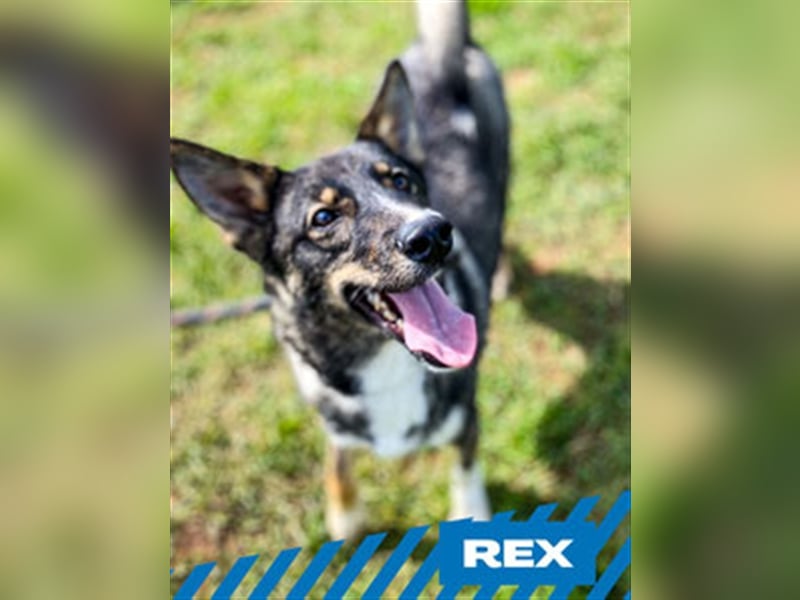 Rex