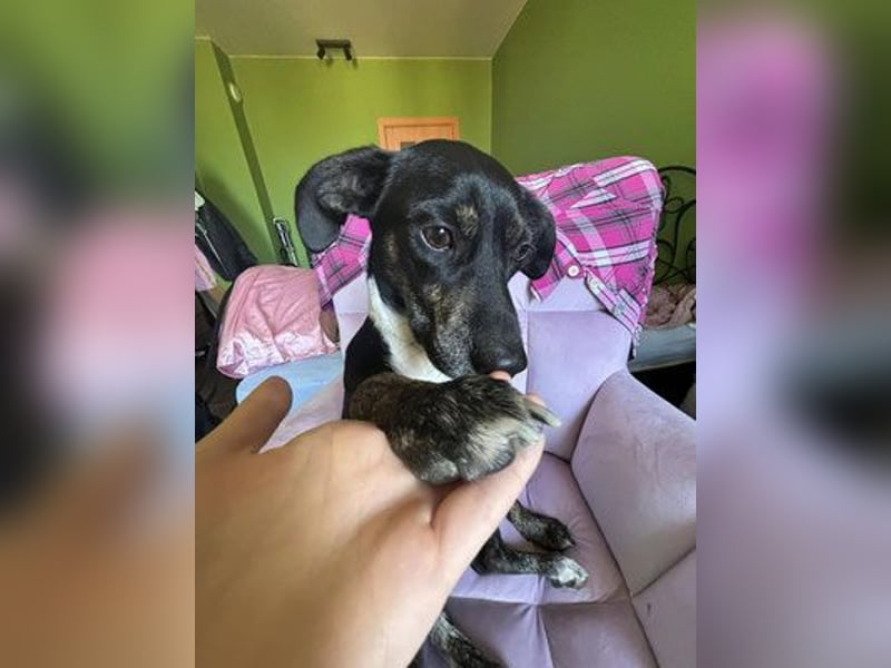 Dobby