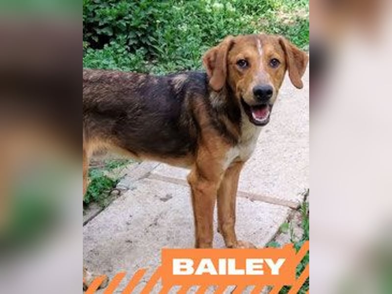 Bailey