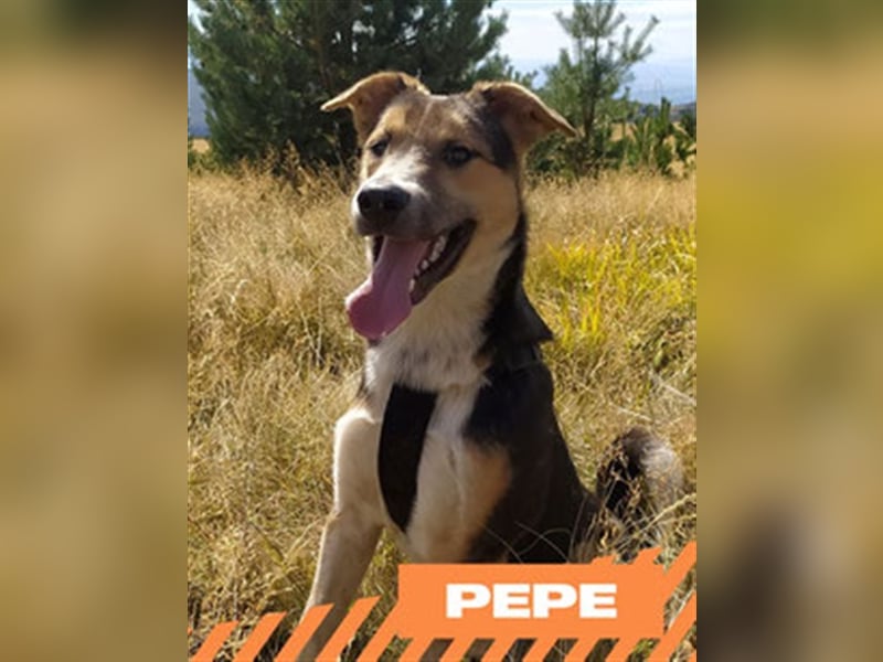 Pepe