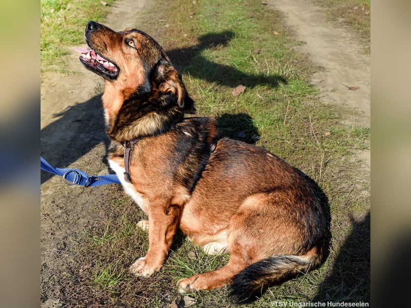 RESERVIERT! Archie - Vorliebe für Spaziergänge