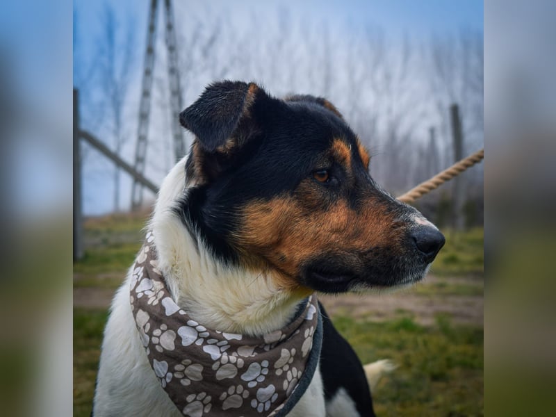 Bark - liebt die Menschen