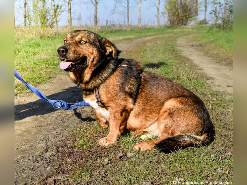 RESERVIERT! Archie - Vorliebe für Spaziergänge