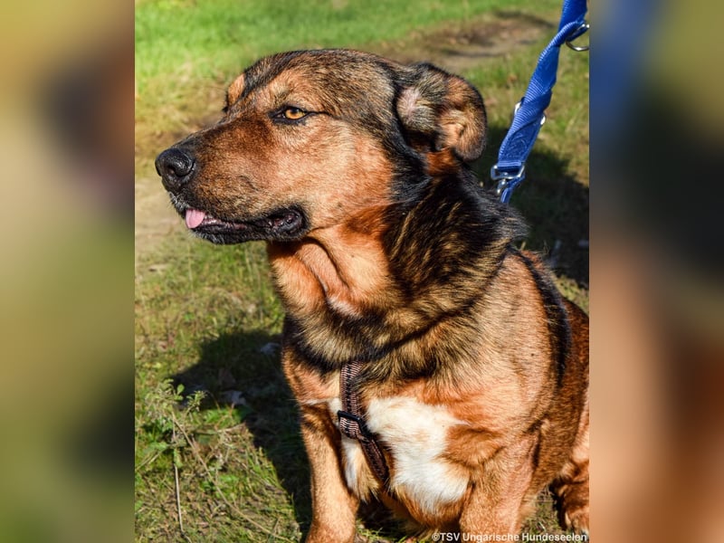RESERVIERT! Archie - Vorliebe für Spaziergänge