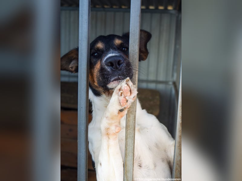 Bark - liebt die Menschen