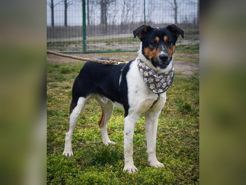 Bark - liebt die Menschen