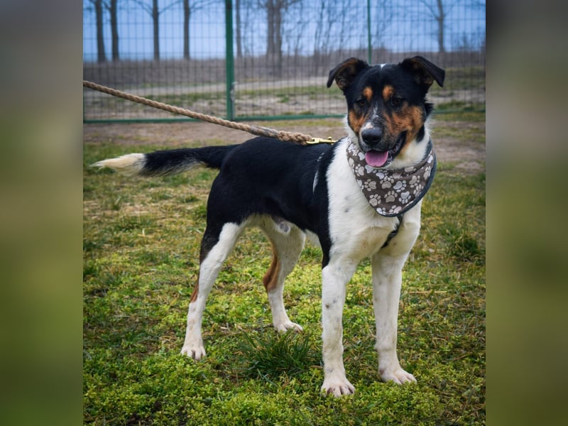 Bark - liebt die Menschen