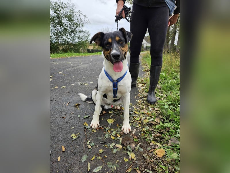 Bark - liebt die Menschen
