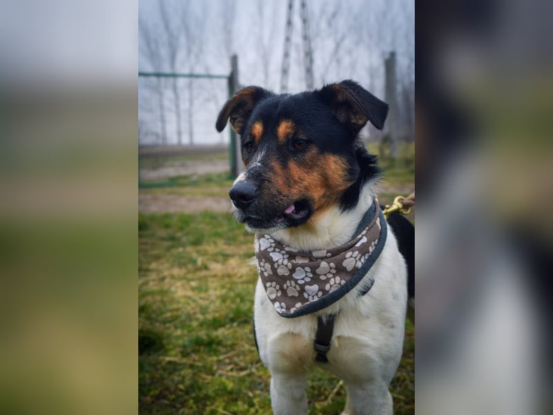 Bark - liebt die Menschen