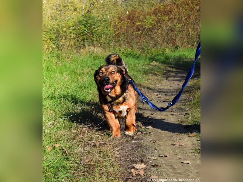 RESERVIERT! Archie - Vorliebe für Spaziergänge