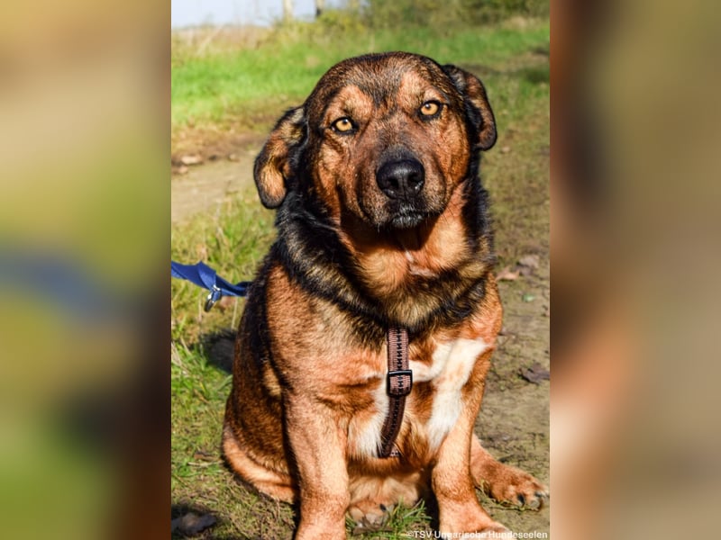 RESERVIERT! Archie - Vorliebe für Spaziergänge