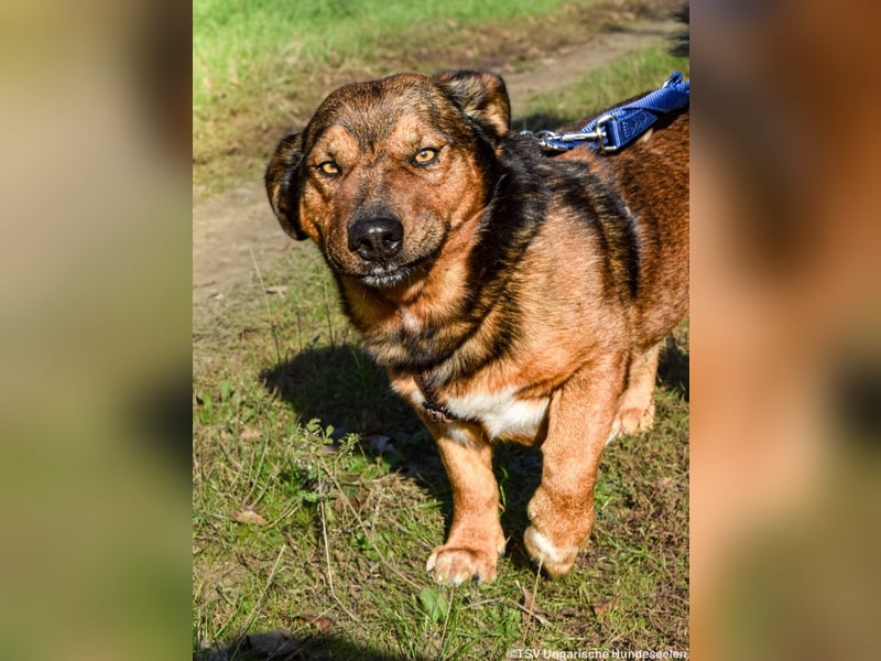 RESERVIERT! Archie - Vorliebe für Spaziergänge