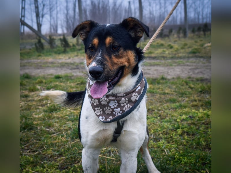 Bark - liebt die Menschen