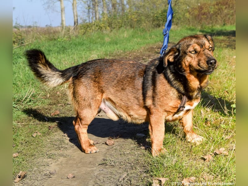RESERVIERT! Archie - Vorliebe für Spaziergänge