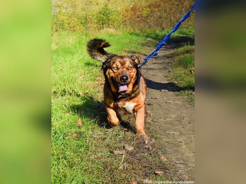 RESERVIERT! Archie - Vorliebe für Spaziergänge