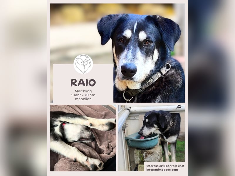 Raio - Sonnenschein sucht sein Glück