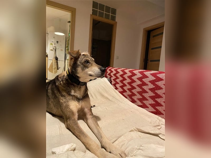 Zeus - der mutige Hundefürst mit einem Überlebenswillen, der den Göttern würdig ist!