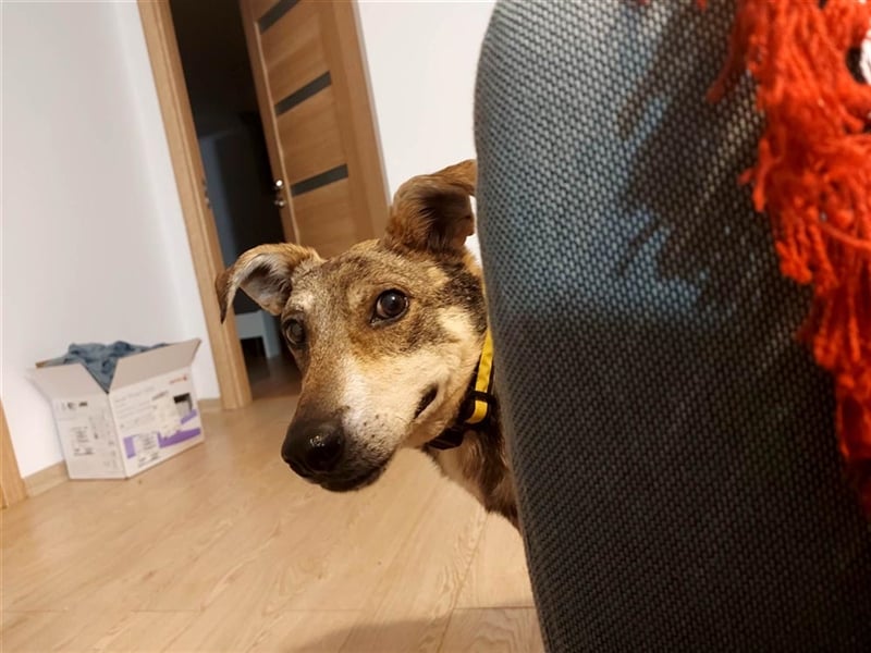 Zeus - der mutige Hundefürst mit einem Überlebenswillen, der den Göttern würdig ist!