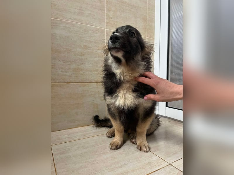 Bear - einfach alleine an der Straße ausgesetzt sucht jetzt ein Zuhause