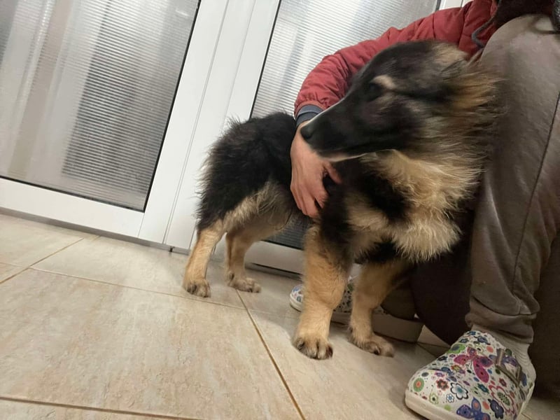 Bear - einfach alleine an der Straße ausgesetzt sucht jetzt ein Zuhause