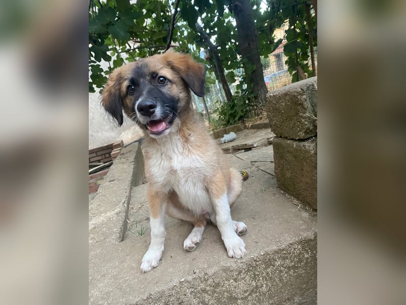 Choco sucht seine Familie