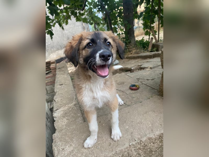 Choco sucht seine Familie