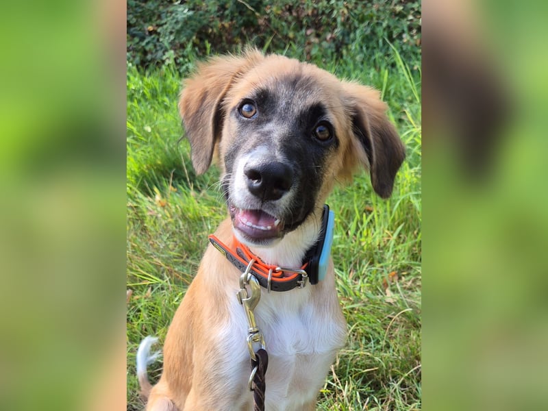 Choco sucht seine Familie