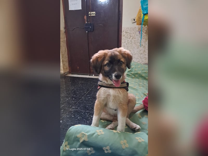 Choco sucht seine Familie