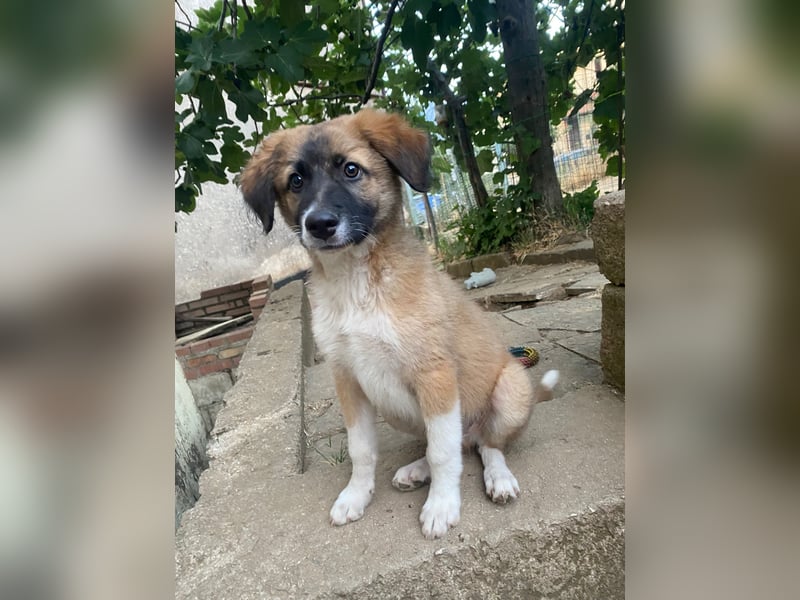 Choco sucht seine Familie