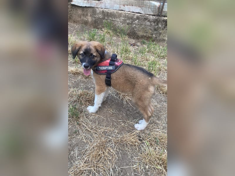 Choco sucht seine Familie