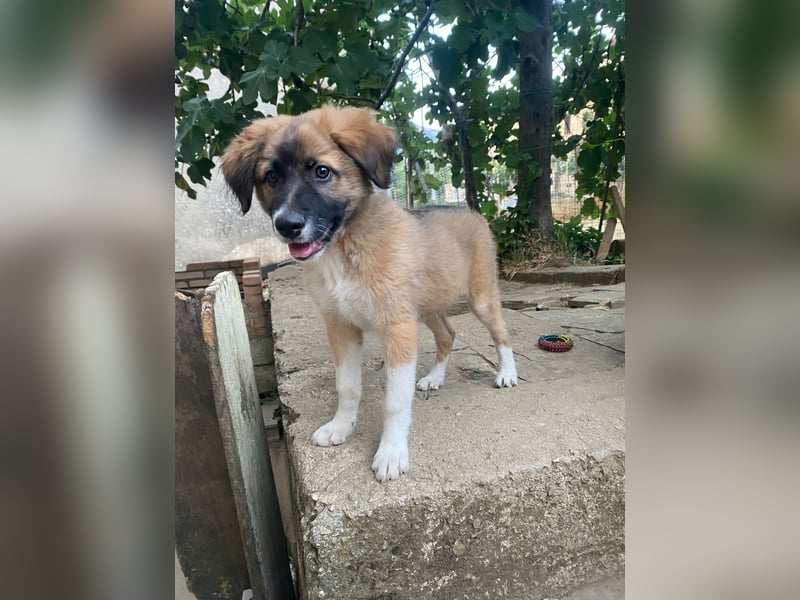Choco sucht seine Familie